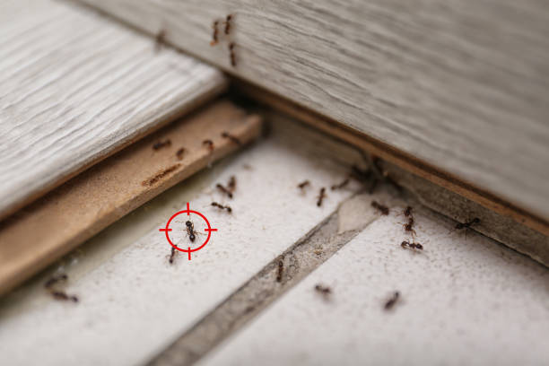 Best Wasp Removal Services  in Gardnerville, NV