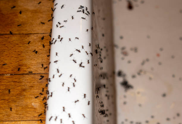 Best Pest Removal Services  in Gardnerville, NV
