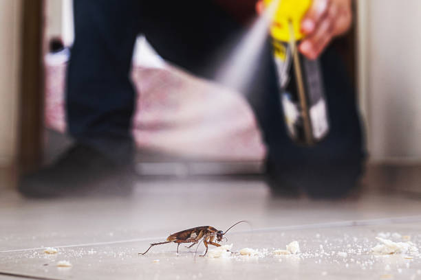 Best Local Pest Control Services  in Gardnerville, NV
