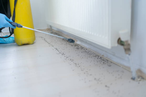 Best Ant Control Services  in Gardnerville, NV
